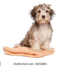 A Wet Chocolate Havanese Puppy Dog After Bath Is Sitting On A Peach Towel Isolated On White Background