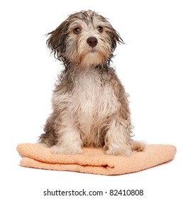 A Wet Chocolate Havanese Puppy Dog After Bath Is Sitting On A Peach Towel Isolated On White Background