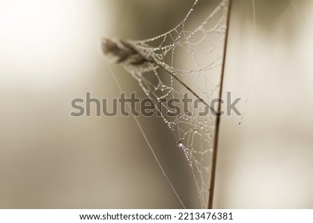 Wet cobweb, or spider web on a field twig. Cob web in dew drops on a dry plant. Cob web after rain on dry grass on foggy autumn day.