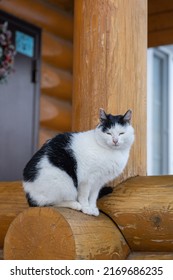 Wet Cold Black And White Cat With Short Hair And Closed Eyes Living On Street In Country Village Sitting On House Porch In Winter. Animal Shelter. People And Animals Together. 