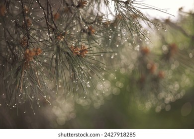 wet coniferous trees with shiny drops. wet leaves of a pine tree with blurry green background. Close-up of rain drops on a pine tree branch. Blurred background. Moody atmosphere of a rainy day. - Powered by Shutterstock