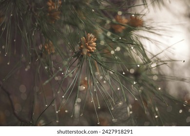 wet coniferous trees with shiny drops. wet leaves of a pine tree with blurry green background. Close-up of rain drops on a pine tree branch. Blurred background. Moody atmosphere of a rainy day. - Powered by Shutterstock