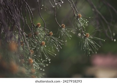 wet coniferous trees with shiny drops. wet leaves of a pine tree with blurry green background. Close-up of rain drops on a pine tree branch. Blurred background. Moody atmosphere of a rainy day. - Powered by Shutterstock