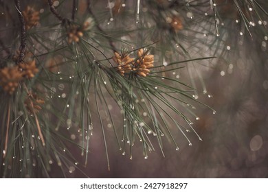 wet coniferous trees with shiny drops. wet leaves of a pine tree with blurry green background. Close-up of rain drops on a pine tree branch. Blurred background. Moody atmosphere of a rainy day. - Powered by Shutterstock