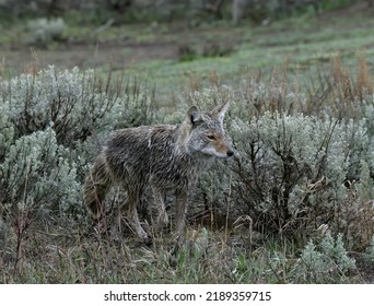 A Wet Coyote Prances Through The Rain Soaked Sage Brush