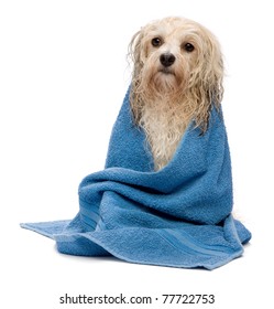 A Wet Cream Havanese Dog After The Bath With A Blue Towel Isolated On White Background