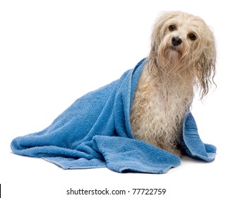 A Wet Cream Havanese Dog After The Bath With A Blue Towel Isolated On White Background