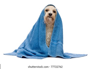 A Wet Cream Havanese Dog After The Bath With A Blue Towel Isolated On White Background