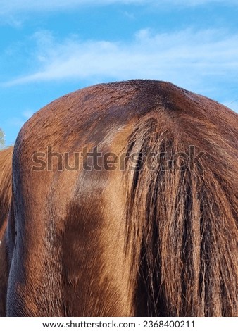 The wet croup of a red horse against the background of the morning blue sky. Selective focus