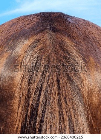 The wet croup of a red horse against the background of the morning blue sky. Selective focus