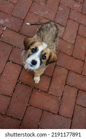 Wet Cute Puppy Looking Up   