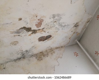 Mold Stain Images Stock Photos Vectors Shutterstock