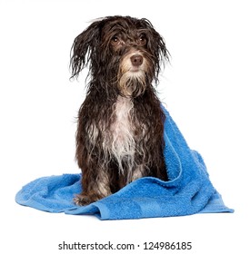 A Wet Dark Chocolate Havanese Dog After The Bath With A Blue Towel Isolated On White Background