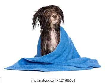 A Wet Dark Chocolate Havanese Dog After The Bath With A Blue Towel Isolated On White Background