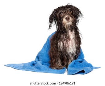 A Wet Dark Chocolate Havanese Dog After The Bath With A Blue Towel Isolated On White Background