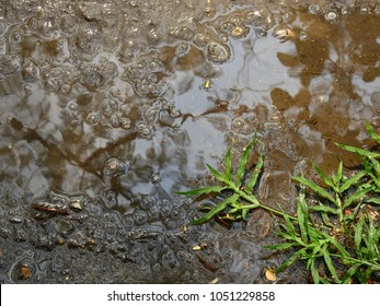 Wet Dirt Ground Texture