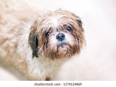 A Wet And Dirty Dog With A Sad Expression On Its Face