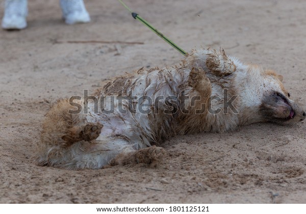 Wet Dirty Fur On Dogs Belly Stock Photo Edit Now 1801125121