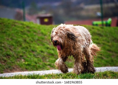 Wet, Disheveled And Muddy Briard Dog Running On Path.