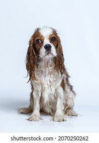 Wet Dog After Bath Cavalier King Charles Spaniel Puppy Nine Months Old. Isolate On White Background