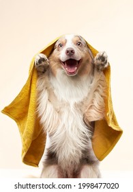 Wet Dog After Shower. Border Collie In A Yellow Towel. Pet Wash, Grooming