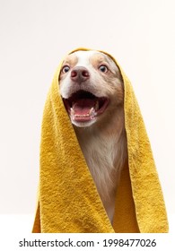wet dog after shower. Border collie in a yellow towel. Pet wash, grooming - Shutterstock ID 1998477026