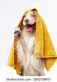 Wet Dog After Shower. Border Collie With Yellow Towel. Pet Grooming