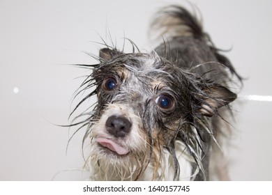 Wet Dog In The Bath