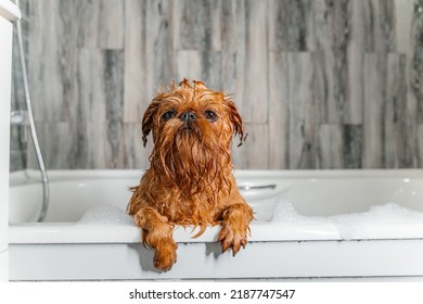 Wet dog. Brussels Griffon in the bathroom. Groomer washes the dog. High quality photo