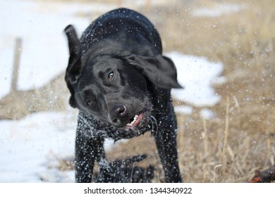 Wet Dog Drying Off