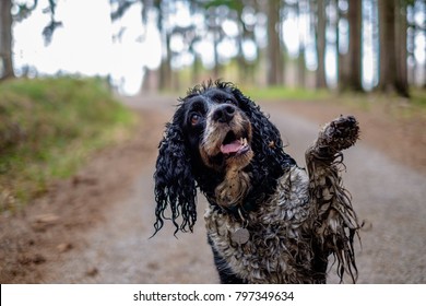 The wet dog gives his paw. Happy dirty dog in the wood. 
