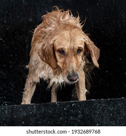 Wet Dog Golden Retriever Shaking In The Bathtub