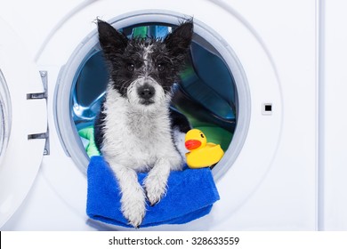 Dog in machine wash Images, Stock Photos & Vectors | Shutterstock