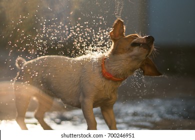 Wet dog jack russell terrier shakes off the water on a sunset background with flying sprays and bokeh shooting in motion blur