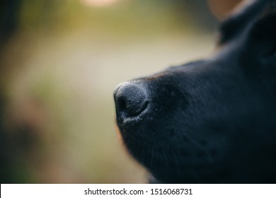 Wet Dog  Nose. Closeup Of Dog's Nose. Black Labrador Nose.wet Nose