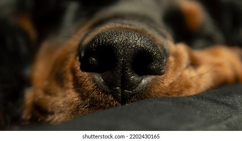 Wet Dog Nose Of Sleepy Puppy In The Sun.