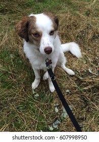 Wet Dog On Lead In The Rain