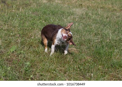 Wet Dog On A Meadow