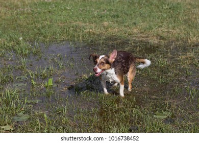 Wet Dog On A Meadow