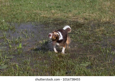 Wet Dog On A Meadow