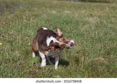 Wet Dog On A Meadow