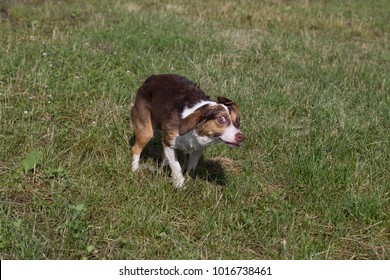 Wet Dog On A Meadow