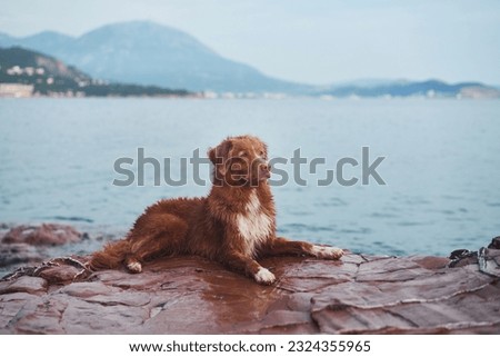 Wet dog on a stone against the background of the sea and mountains. Nova Scotia duck tolling retriever in nature