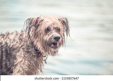 Wet Dog Playing In The Muddy Water