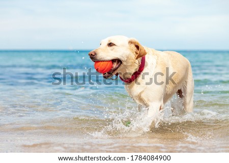 wet dog playing in the sea with a ball in summer, golden retriever resting on the beach, travel concept, pets in nature
