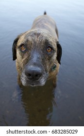 Wet Dog Playing In Water That Doesn't Want To Go Home.  Standing In A Lake Shot With Shallow Depth Of Field.