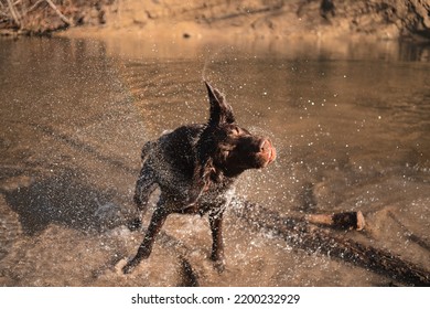 Wet Dog Shakes His Wet Fur And Makes A Funny Face - Labrador