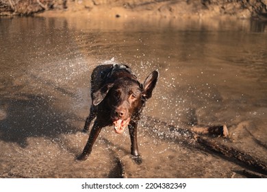 Wet Dog Shakes His Wet Fur And Makes A Funny Face - Labrador