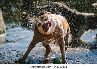 Wet Dog Shakes off after a swim