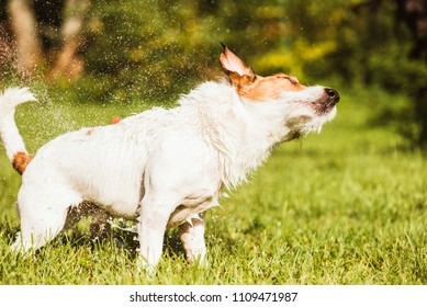 Wet dog shaking after shower at hot sunny summer day